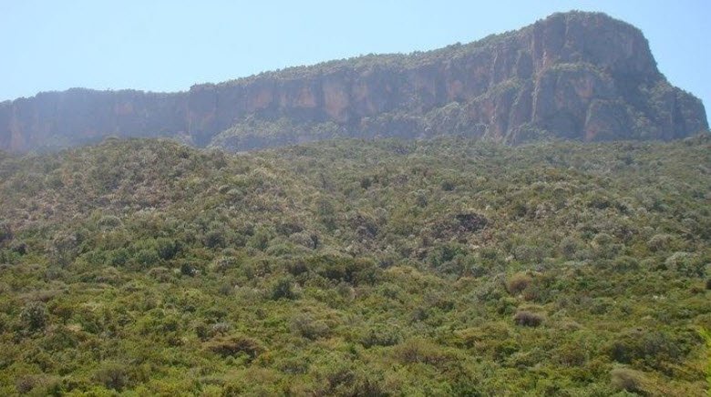 Daallo Forest, Sanaag Region (Somaliland), Somalia